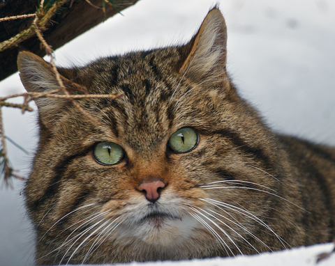 Wildkatze_Foto: Wolfgang Willner
