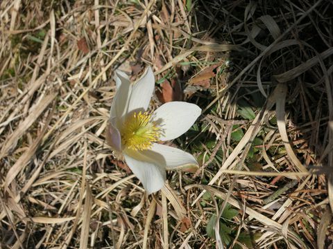 Küchenschelle