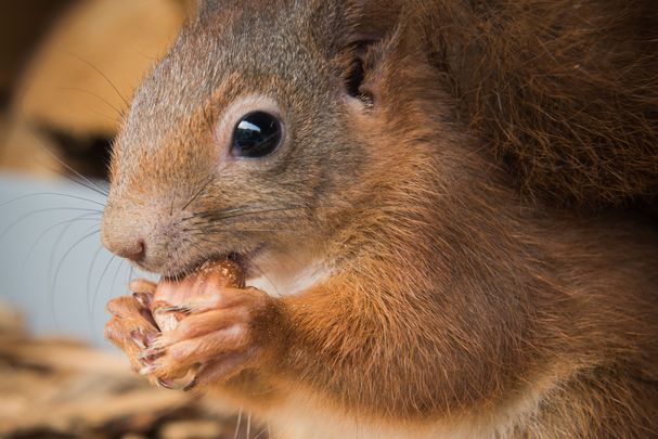 Eichhörnchen im Herbst; Foto K. Ellersdorfer